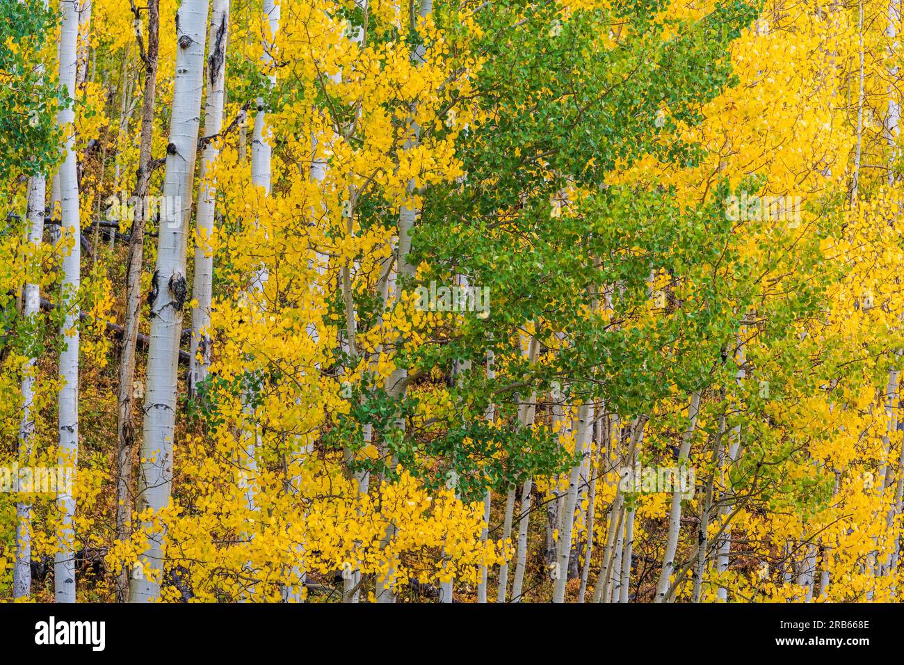 Herbstfarben in Aspen Trees bei Telluride, Colorado. Stockfoto