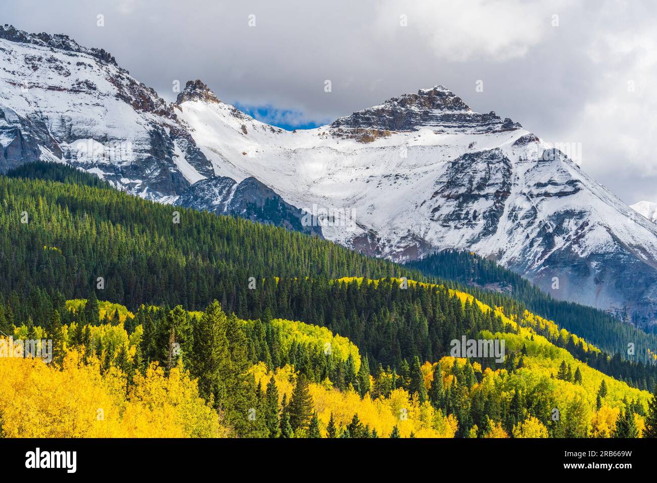 Herbstfarben in Aspen Trees bei Telluride, Colorado. Stockfoto