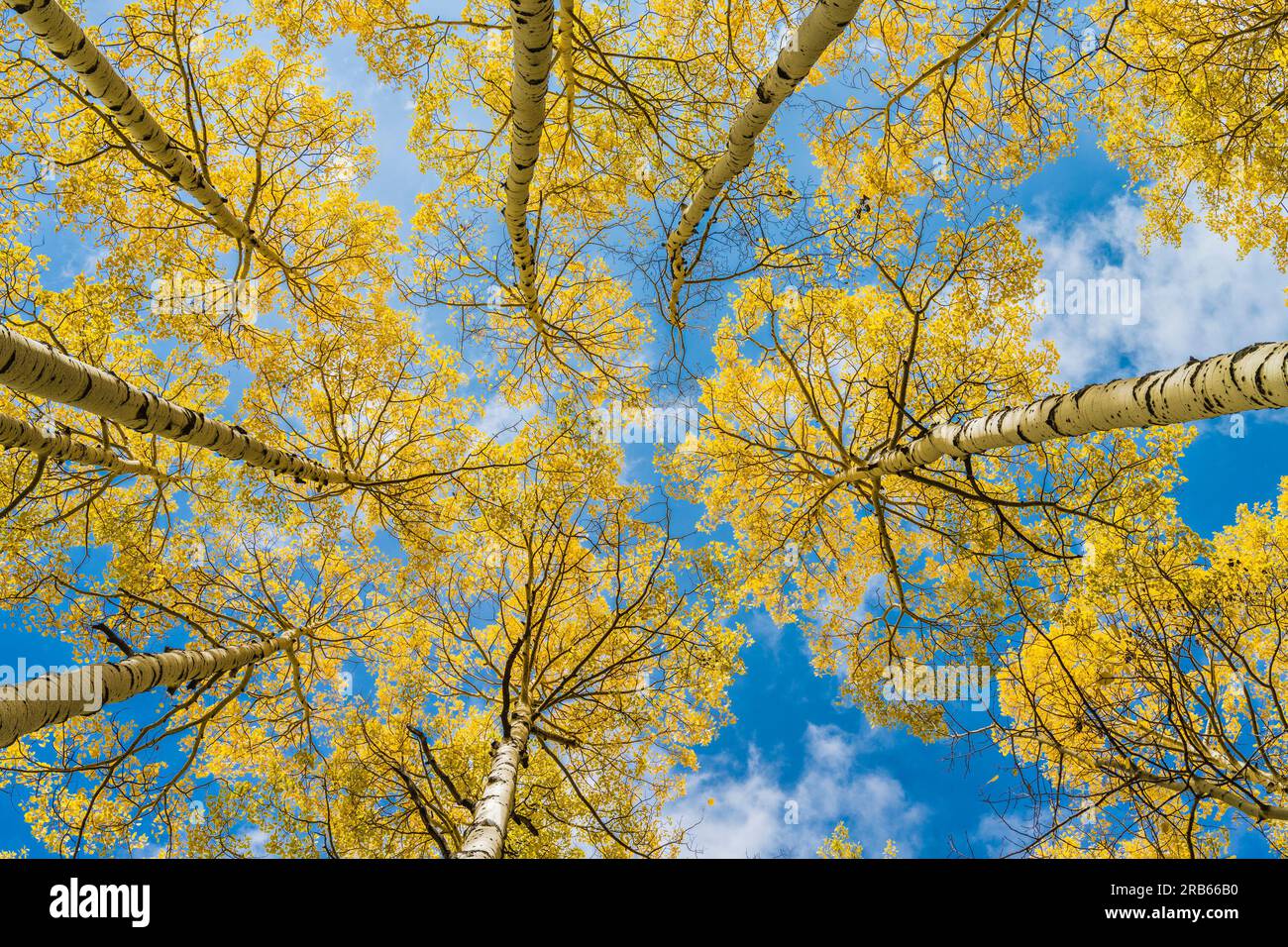 Herbstfarben in Aspen Trees bei Telluride, Colorado. Stockfoto