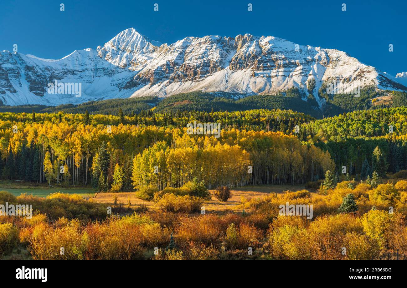 Herbstfarben in Aspen Trees bei Telluride, Colorado. Stockfoto