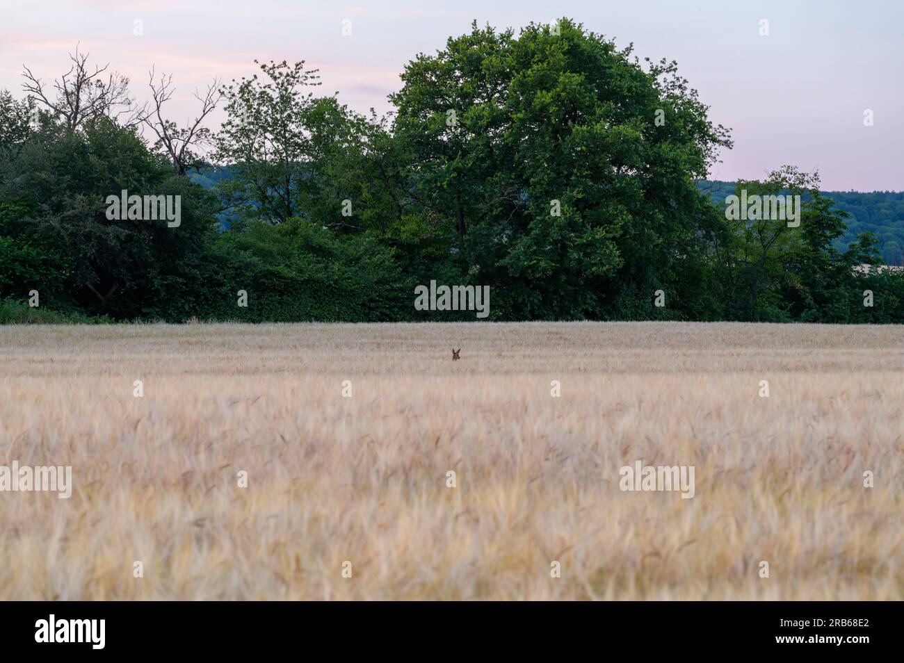 Der Kopf eines Hirsches, das durch ein Weizenfeld mit einer Reihe von Bäumen im Hintergrund sticht. Stockfoto