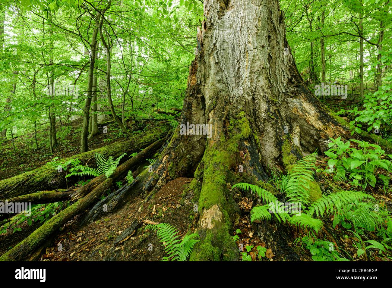 Kamp-Tal / Niederösterreich - Primärwaldrevier bei Wegscheid am Kamp, trotz Ausweisung als Natura-2000-Gebiet nicht streng geschützt. Stockfoto