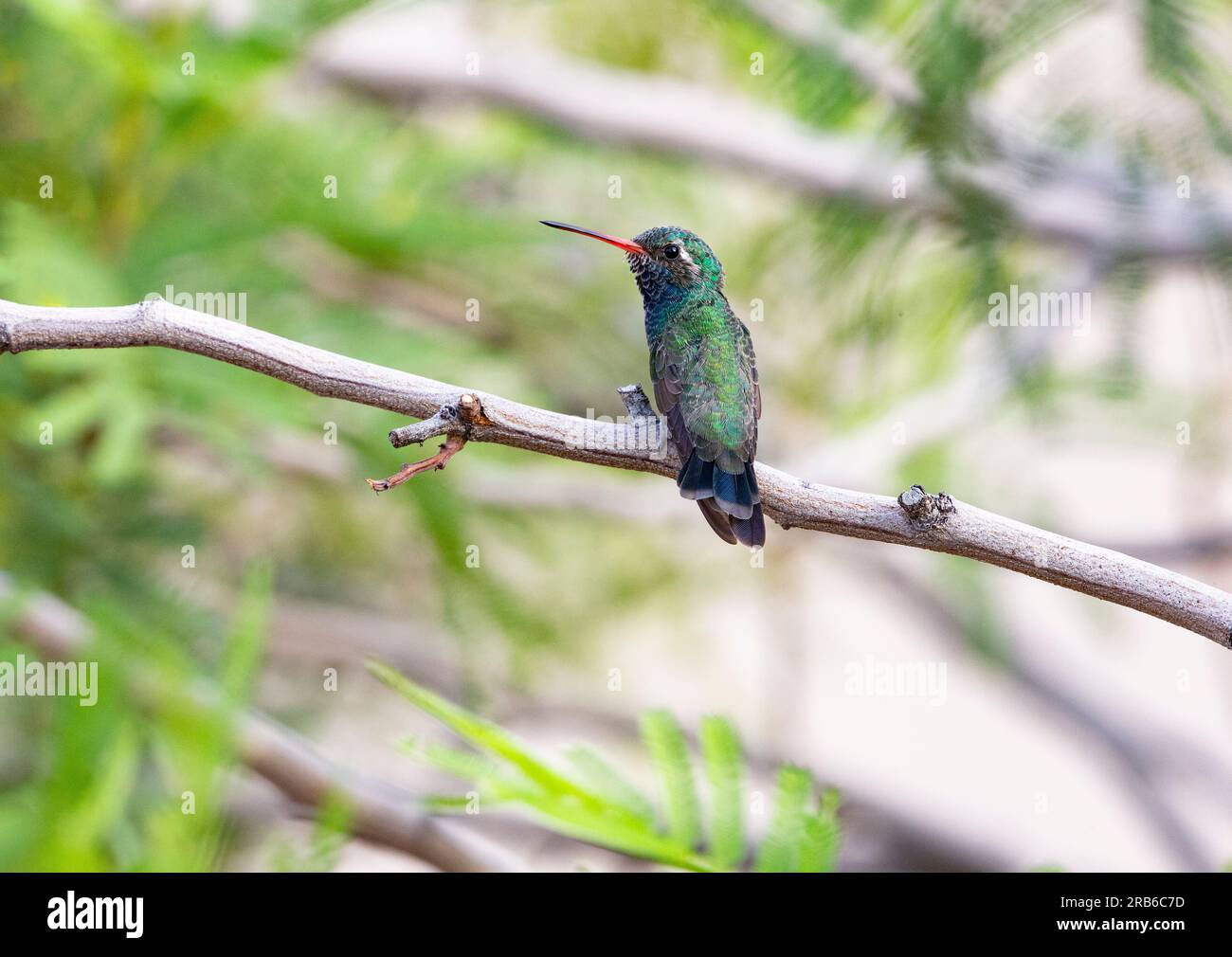 Charmanter Kolibri mit breiter Schnecke, hoch oben in einem getrimmten Mesquite-Baum des Gartens von Arizona Stockfoto