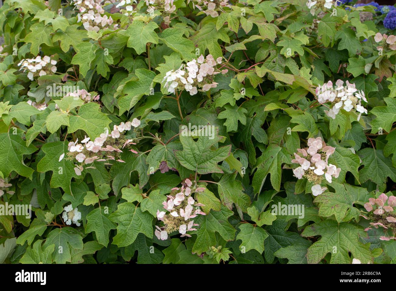 Hydrangea quercifolia oder Eichenblättrige Hortengea mit weißen Blüten. Stockfoto
