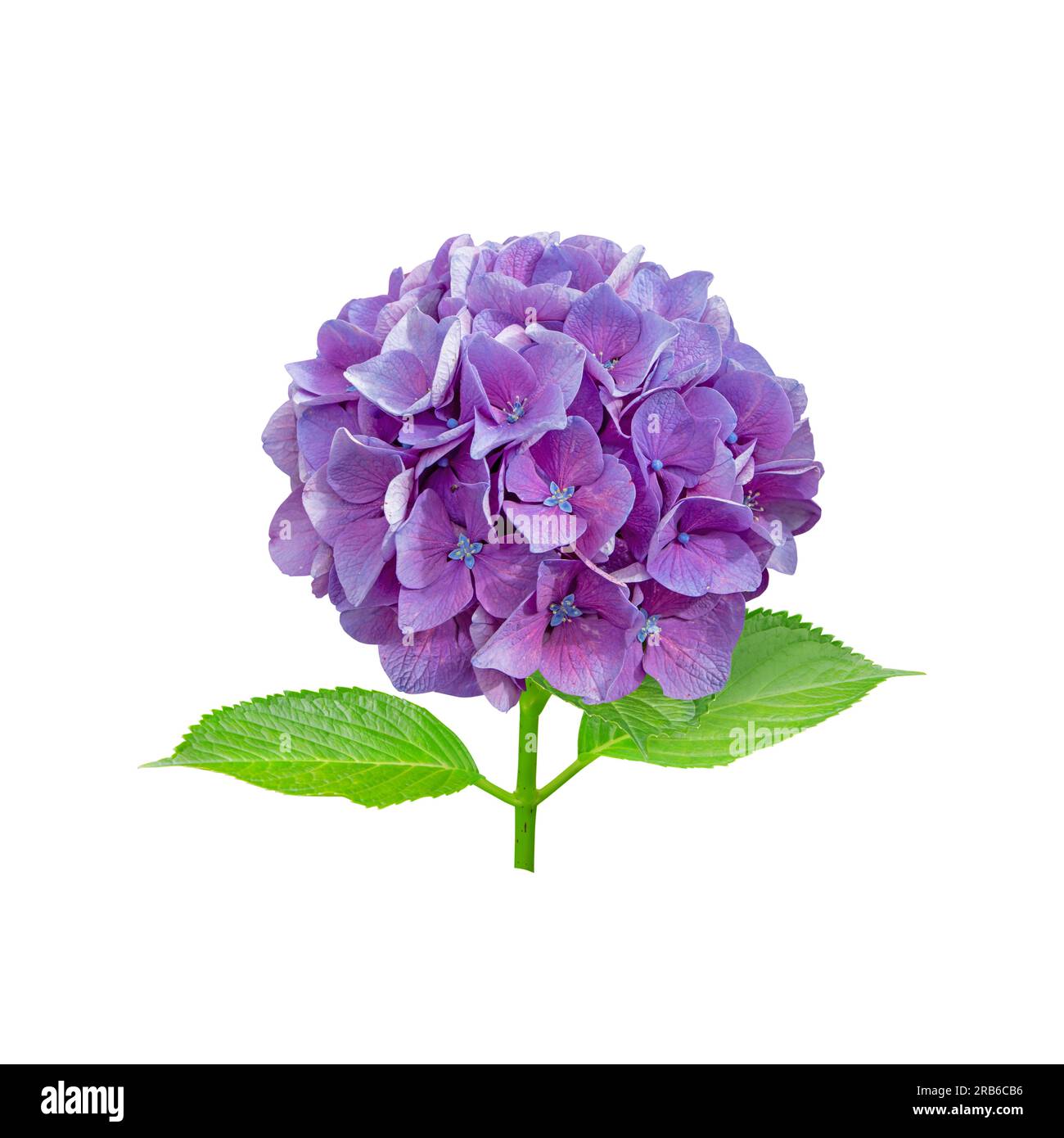 Lila Hortensia macrophylla-Blütenkopf, isoliert auf weiß. Hortensia-Blütenpflanze. Stockfoto