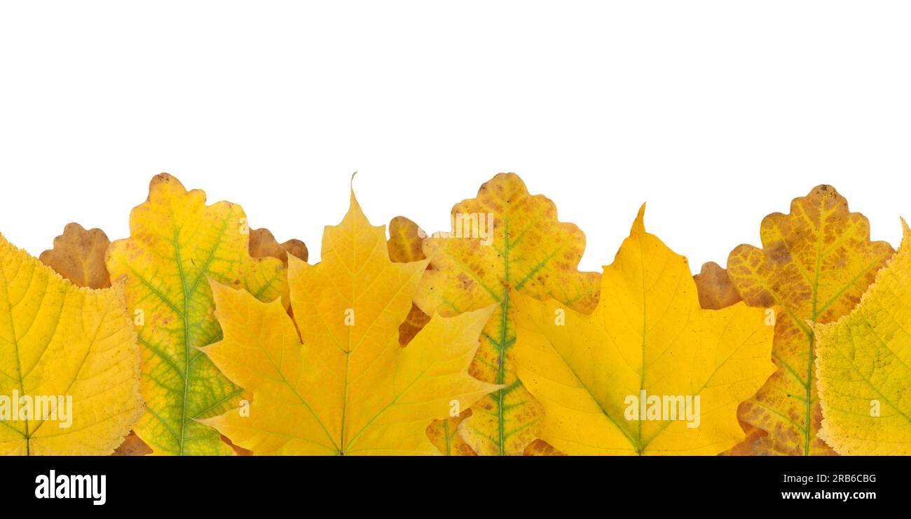 Gelbe Herbstfarbe hinterlässt ein nahtloses horizontales Randmuster, isoliert auf Weiß. Ahorn und Eichenblätter. Stockfoto
