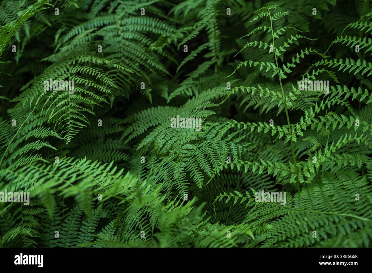 Farne wachsen im Wald. Farnblätter. Grünfarnpflanzen in der Naturlandschaft. Farnpflanzen im Wald. Frisches grünes tropisches Laub. Regenwaldlandschaft Stockfoto