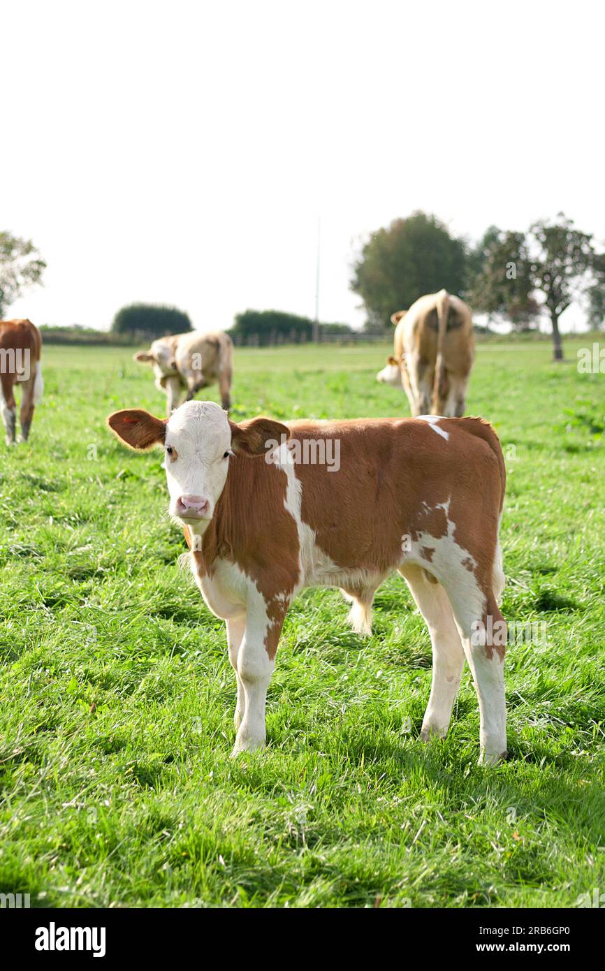 Kälbchen auf der Wiese Stockfoto