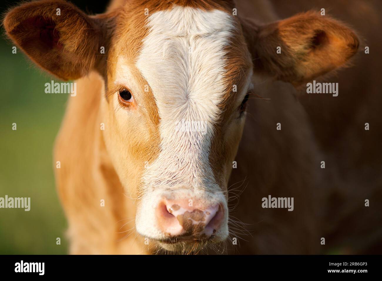 Kälbchen auf der Wiese Stockfoto