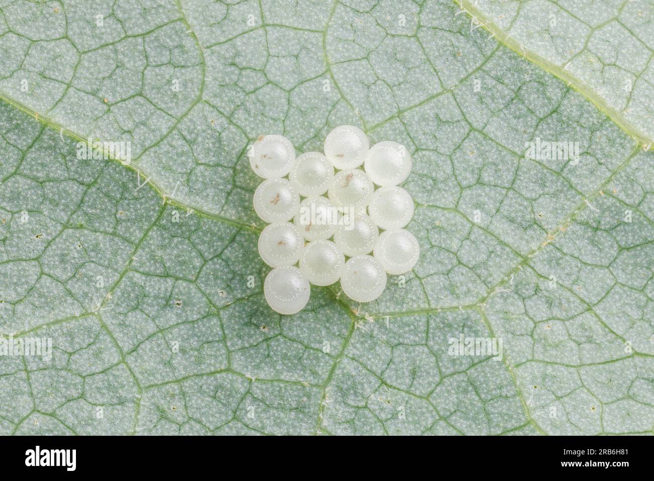 Braune marmorierte Stinkeier (Halyomorpha halys), die an der Unterseite eines Tulpenbaumblattes (Liriodendron tulipifera) befestigt sind. Stockfoto