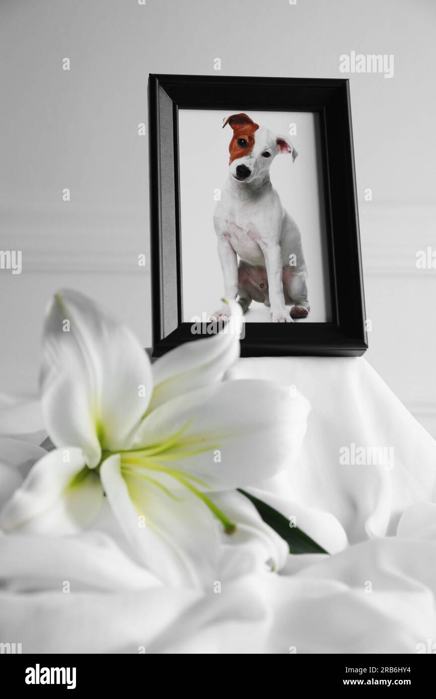 Rahmen mit Bild von Hund und Lilienblüte auf weißem Tuch, Nahaufnahme. Haustierbeerdigung Stockfoto