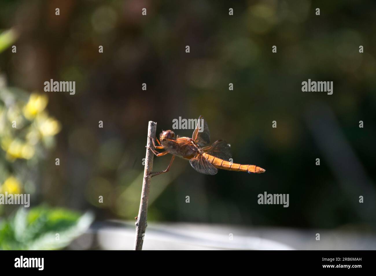 Nahaufnahme einer niedlichen orangefarbenen Libelle auf einem Stäbchen Stockfoto