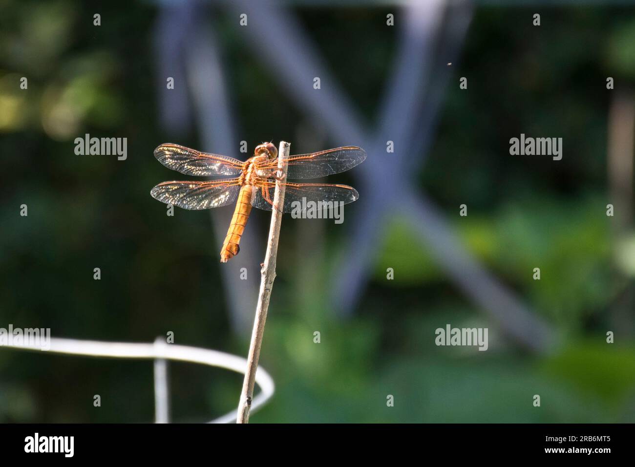 Nahaufnahme einer isolierten rötlich-braunen Libelle auf einem Stock Stockfoto