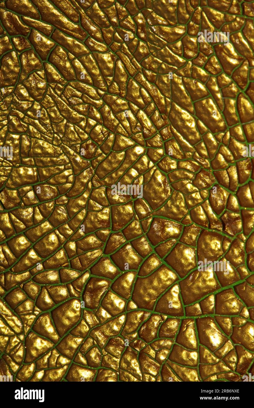 Gerissene goldene Farbe auf Leinwand Makro moderner Hintergrund hohe Qualität große Sofortdrucke getrocknete Malerei Kunst abstrahiert Goldrausch Stockfoto