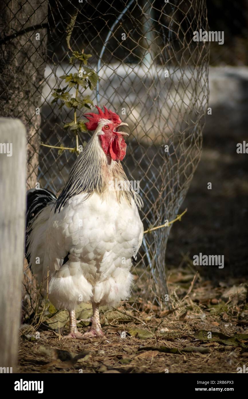 Hahn kräht auf einem Bauernhof. Englische sussex-Hühnerzucht. Großer weißer Hahn. Stockfoto