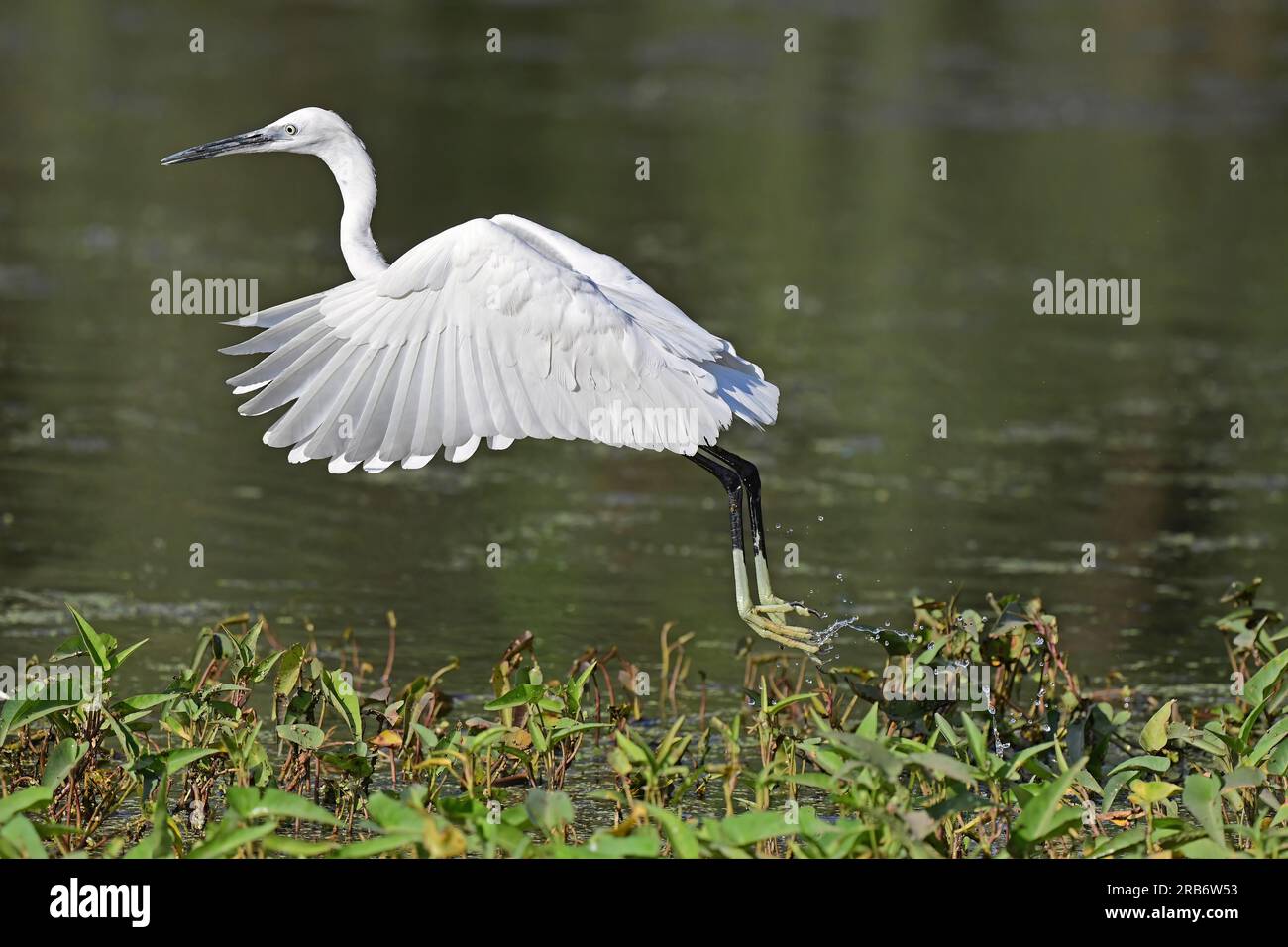 1 Bilder von Reiher und Egrets. Umfasst gemischte Spezies, und jedes Bild wird einzeln beschriftet. Hat Bilder im Flug, Fütterung, Verhalten. Stockfoto
