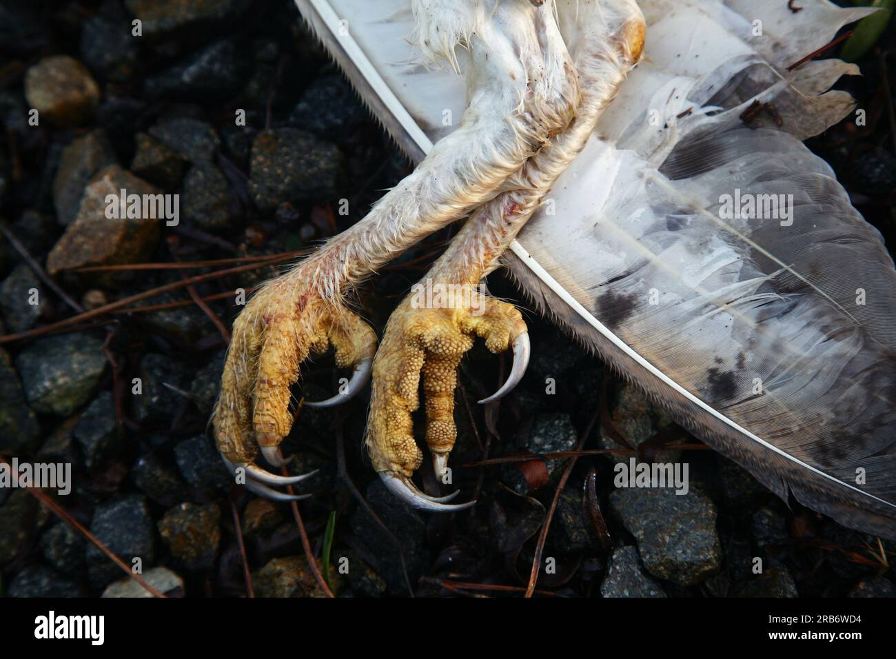 Krallen einer toten Scheuneneule Stockfoto