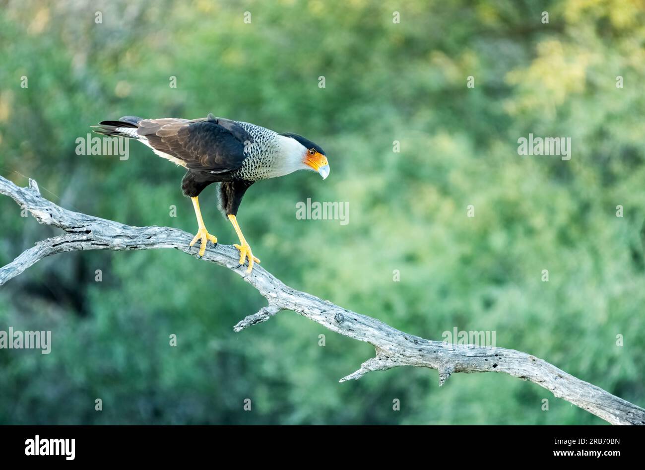 Crested Caracara, Caracara plancus Rio Grande Valley, Texas, USA Stockfoto