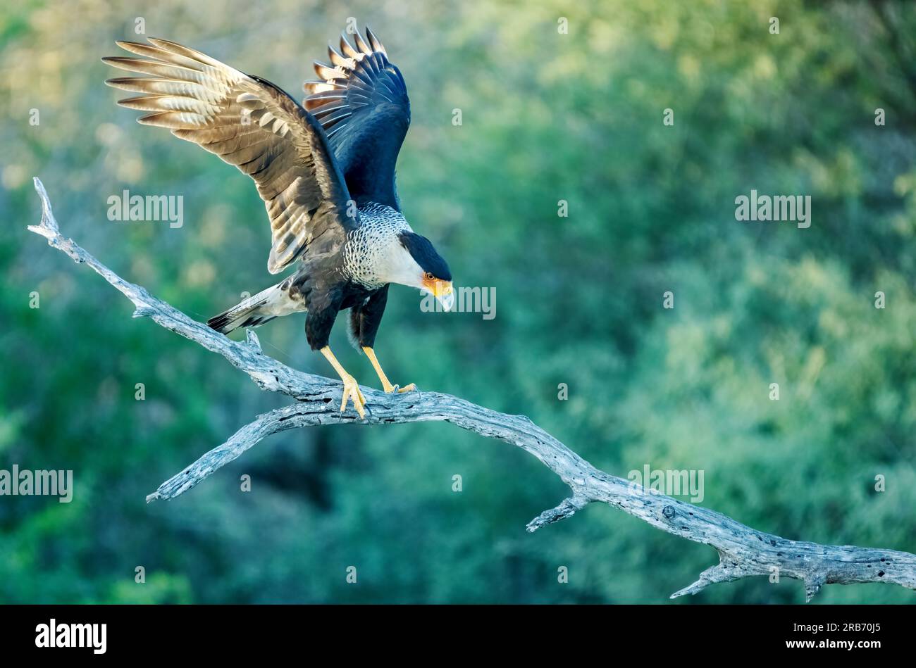 Crested Caracara, Caracara plancus Rio Grande Valley, Texas, USA Stockfoto