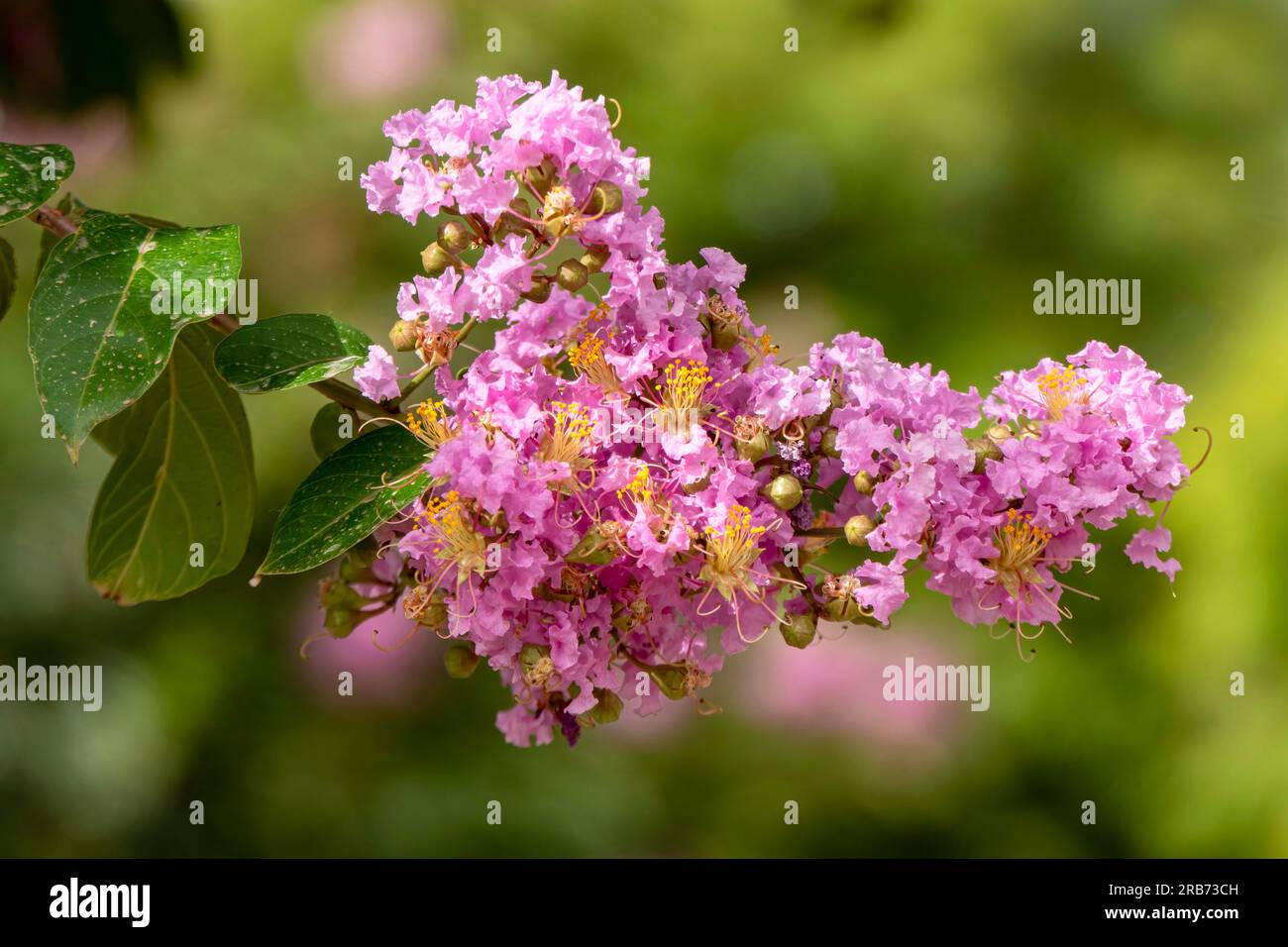 Pinsel von rosa Blumen Crape Myrtle oder Lagerstroemia nähern sich einem verschwommenen Hintergrund Stockfoto