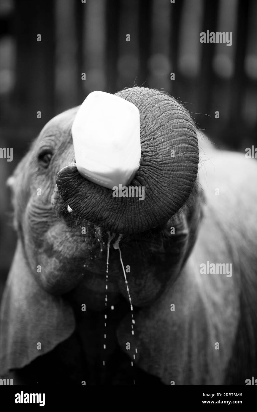 Der Sheldrick Wildlife Trust betreibt in Kenia ein Rettungs- und Rehabilitationsprogramm für verwaiste Elefanten. Sie wurde 1977 von Dame Daphne Sheldr gegründet Stockfoto