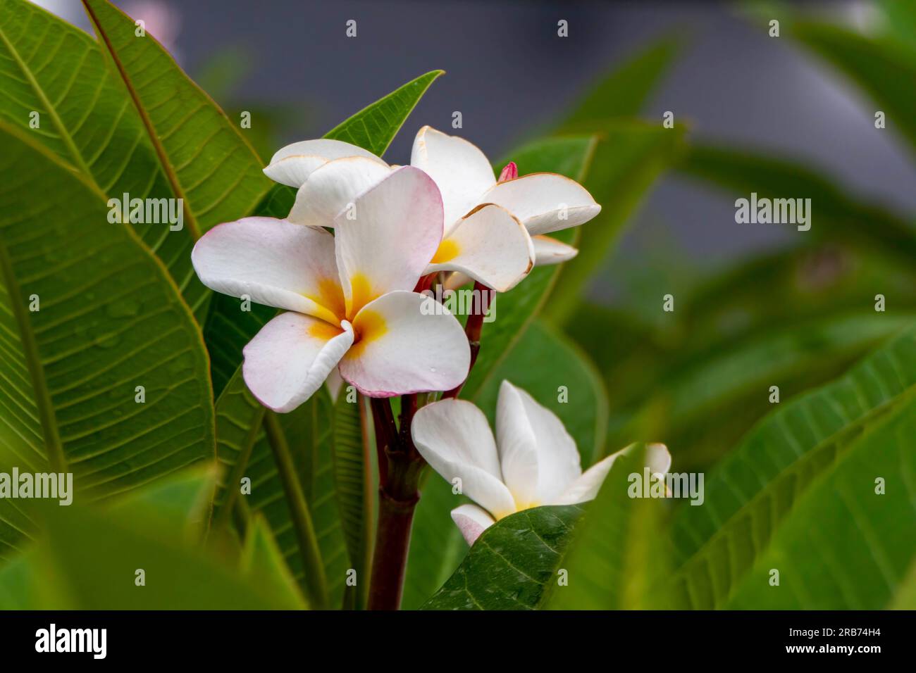 Feine Frangipani- oder Plumeria-Blüten haben einen verschwommenen Hintergrund Stockfoto