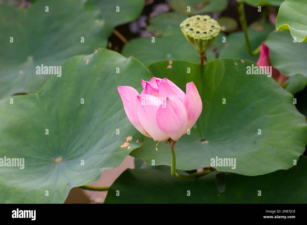 Eine rosafarbene nelumbo nucifera, Lotusblume mit grünem Laubhintergrund Stockfoto