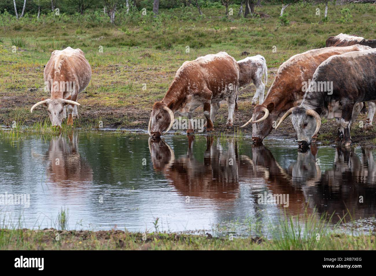 Das alte englische Longhorn-Vieh trinkt Wasser aus einem Teich, Hampshire, England, Großbritannien. Diese Kühe weiden ein Naturschutzgebiet. Stockfoto