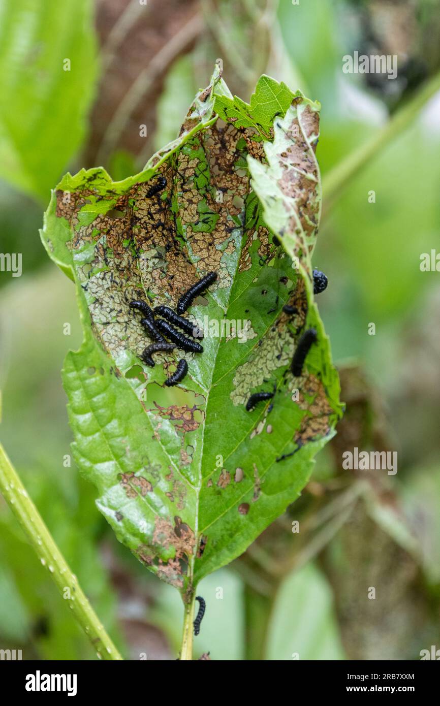 Erlkäfer-Larven (Agelastica alni) auf Erlblätter, England, Vereinigtes Königreich, im Sommer Stockfoto