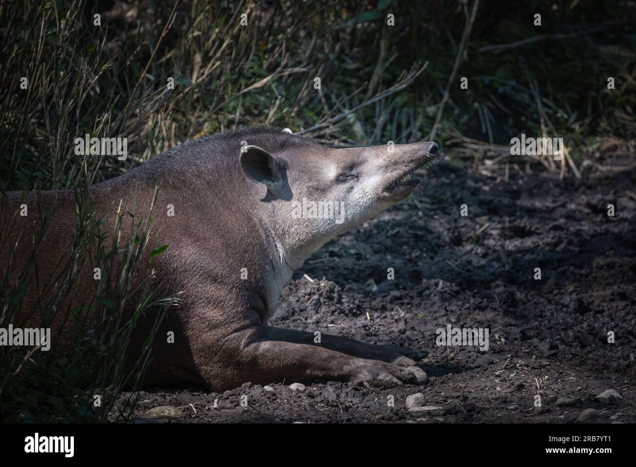 Dieses Foto zeigt einen erwachsenen Tapir, der in einem Wildpark lebt. Das Tapir ist ein hufiges Säugetier, das der Familie Tapiridae gehört, dem einzigen noch existierenden Mitglied Stockfoto