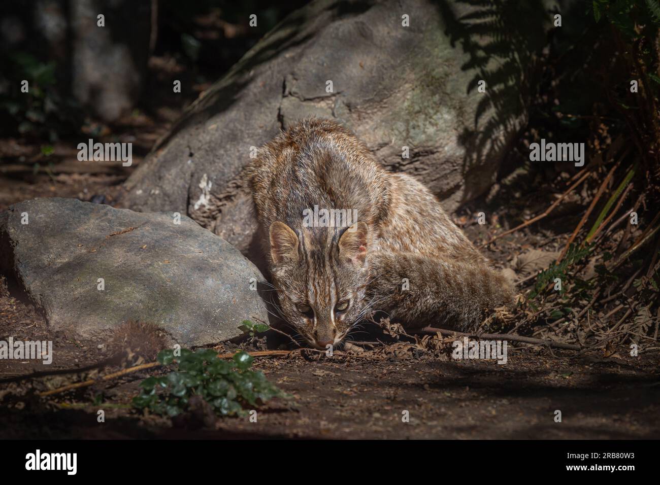 Dieses Foto zeigt einen erwachsenen Leoparden von Amur, der in einem Wildpark lebt. Der Leopard Amur ist eine Leopardenunterart, die in der Region Primorye in Southe heimisch ist Stockfoto