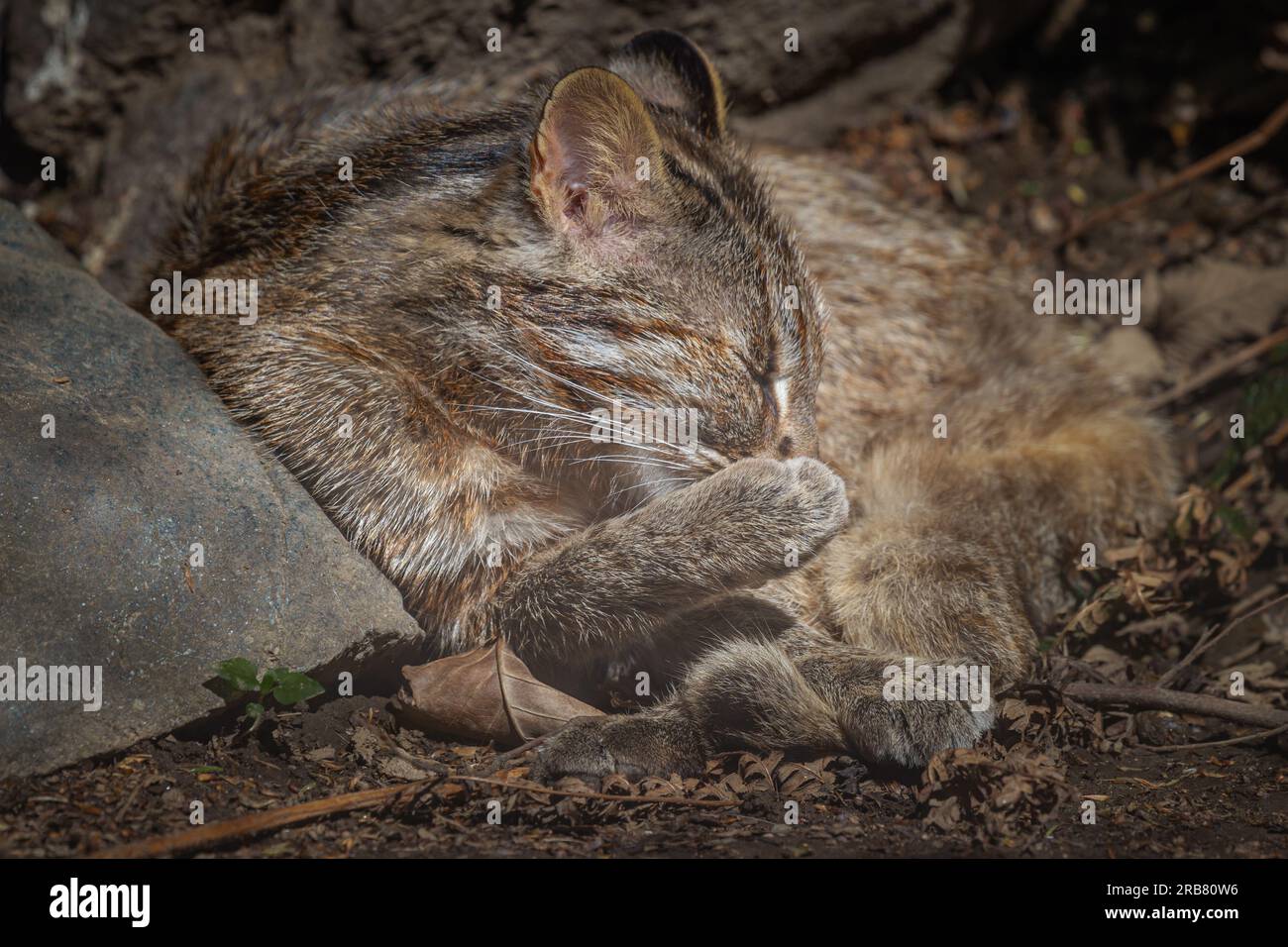 Dieses Foto zeigt einen erwachsenen Leoparden von Amur, der in einem Wildpark lebt. Der Leopard Amur ist eine Leopardenunterart, die in der Region Primorye in Southe heimisch ist Stockfoto