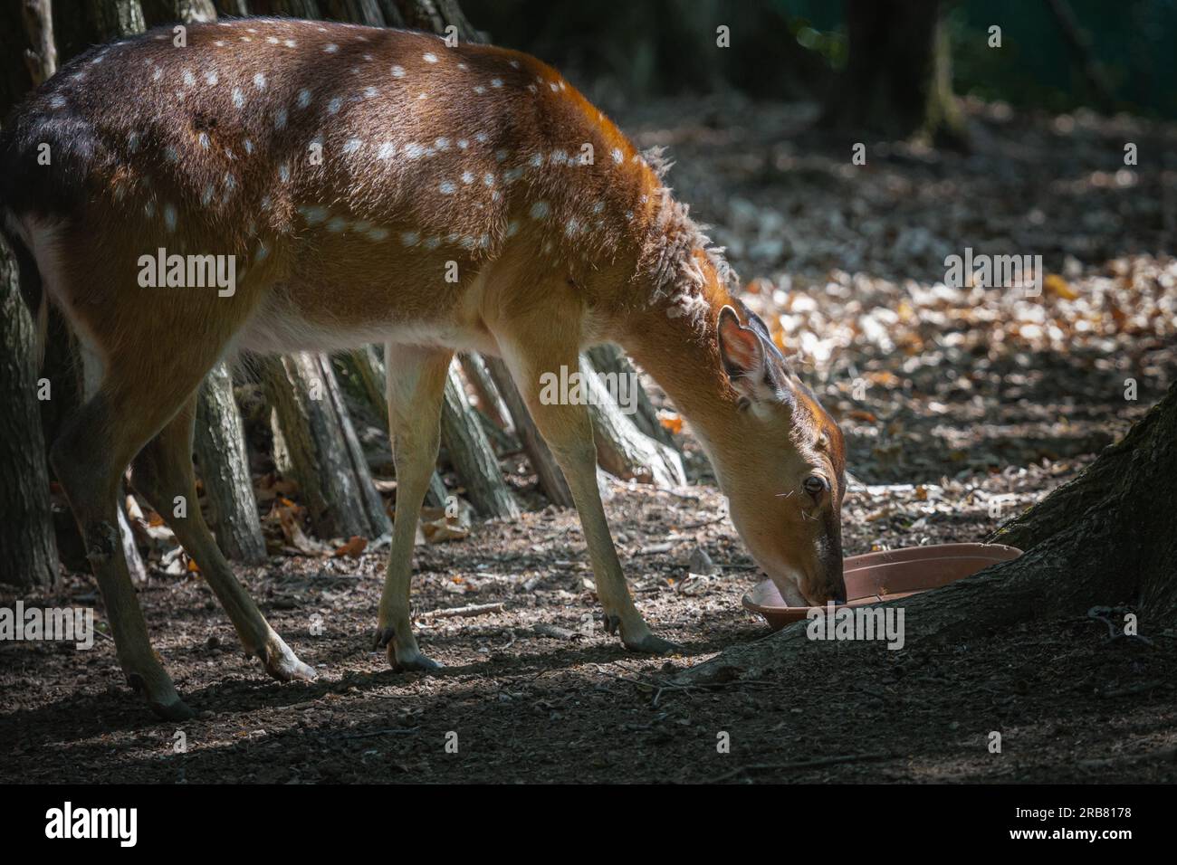 Dieses Foto zeigt einen erwachsenen sika-Hirsch, der in einem Wildpark lebt. Der sika-Hirsch ist eine Art von Hirschen, die in weiten Teilen Ostasiens heimisch ist und andere kennengelernt hat Stockfoto