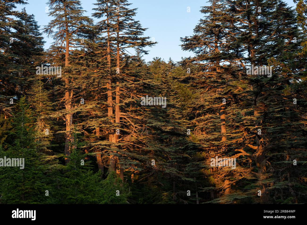 Seltener und gefährdeter libanesischer Zedernwald am Tahtali-Berg in der Türkei. Stockfoto