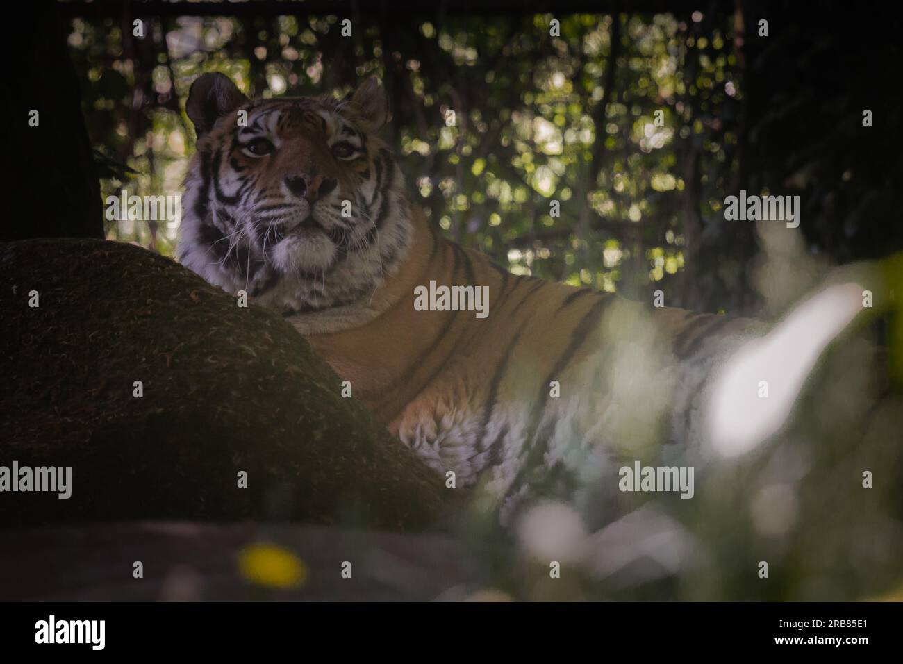 Dieses Foto zeigt einen erwachsenen Tiger, der in einem Wildpark lebt. Der Tiger sieht entspannt und neugierig aus und genießt die geräumige und natürliche Umgebung Stockfoto