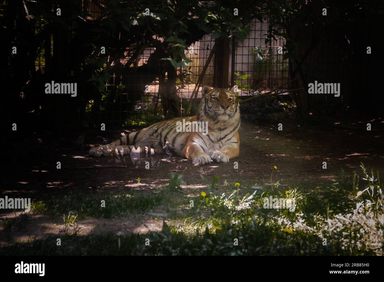 Dieses Foto zeigt einen erwachsenen Tiger, der in einem Wildpark lebt. Der Tiger sieht entspannt und neugierig aus und genießt die geräumige und natürliche Umgebung Stockfoto