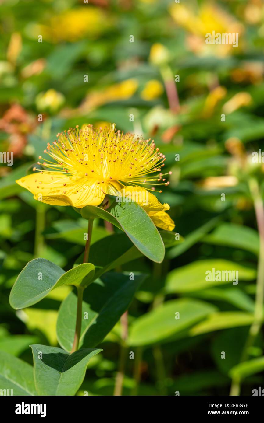 Nahaufnahme einer blühenden Rose von Sharon (Hypericum calycinum) Stockfoto