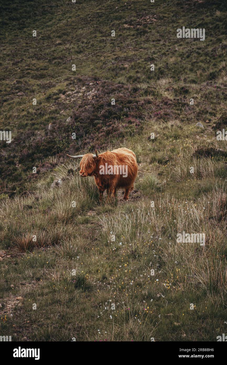 Schwangere Highland Cow mit Blick auf die Seite Stockfoto