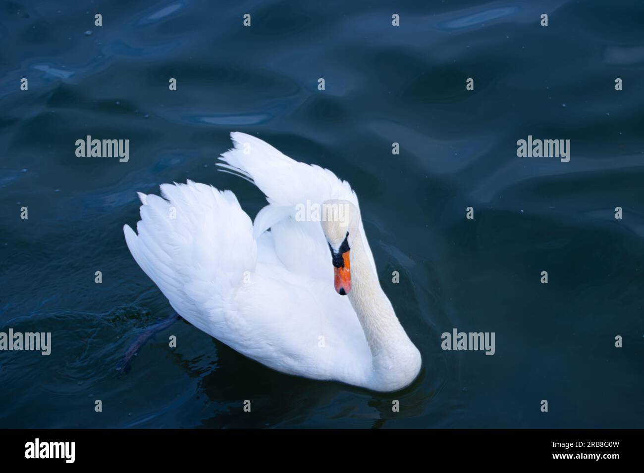 Wunderschöner weißer Schwan am Schwarzen Meer, Constanta, Rumänien Stockfoto