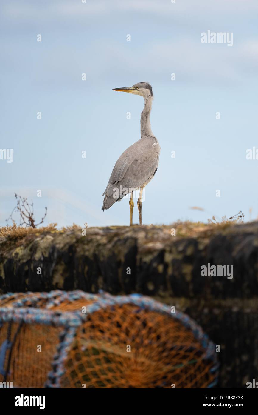 Grey Heron Ardea cinerea, Stand on Harbour Wall, Pittenweem, East Neuk of Fife, Fife, Schottland, Vereinigtes Königreich Stockfoto