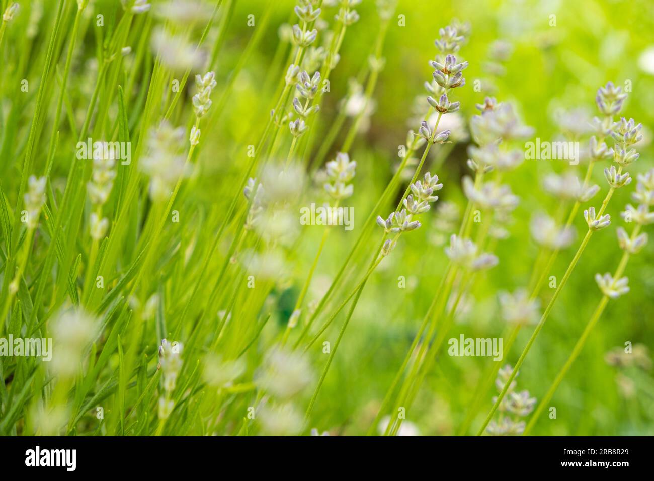 Viele Lavendelblumen im botanischen Garten. Stockfoto