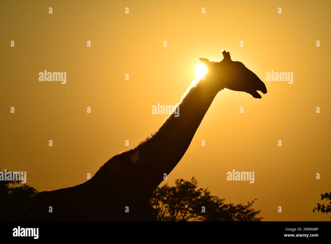 Giraffen am Goas Waterhole, Etosha-Nationalpark, Namibia, am afrikanischen Sonnenaufgang Stockfoto
