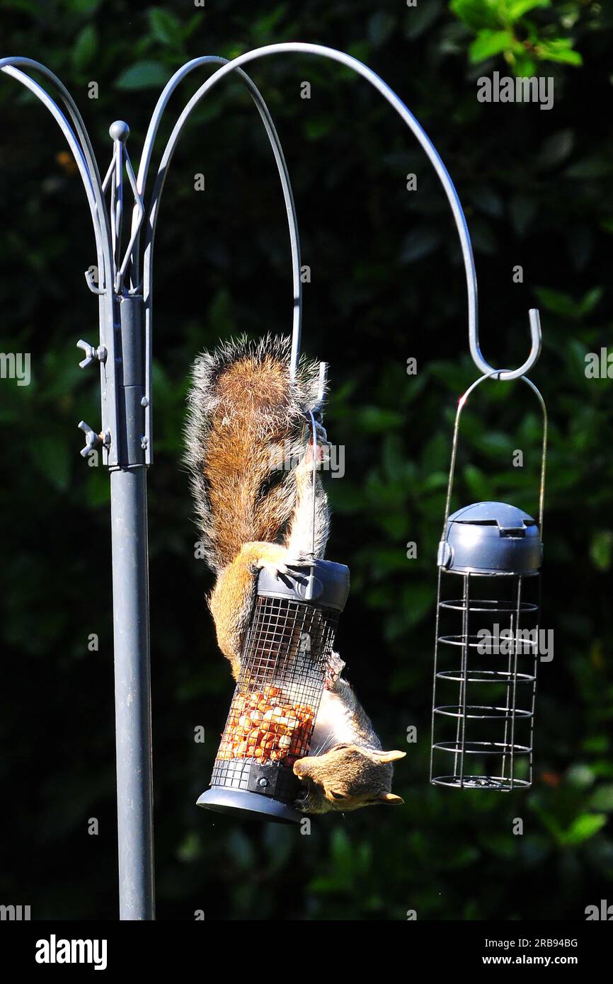 Das freche graue Quadurriel hängt kopfüber auf einem Erdnussvogelfutter Stockfoto