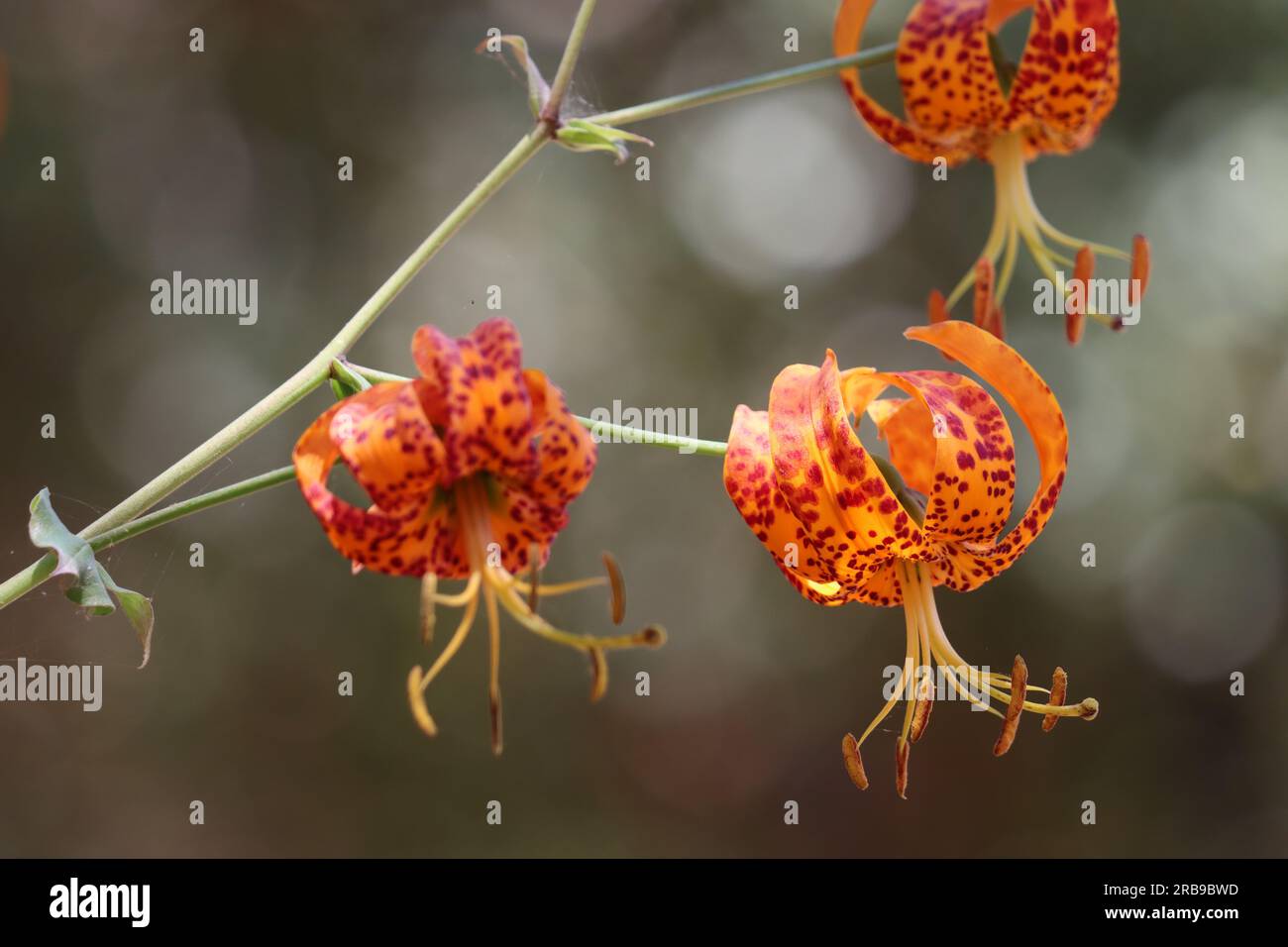 Humboldt Fleckenlilie, Lilium Humboldtii Unterart Ocellatum, ein einheimisches Kraut mit Rassemblüten im Sommer in den Santa Monica Mountains. Stockfoto
