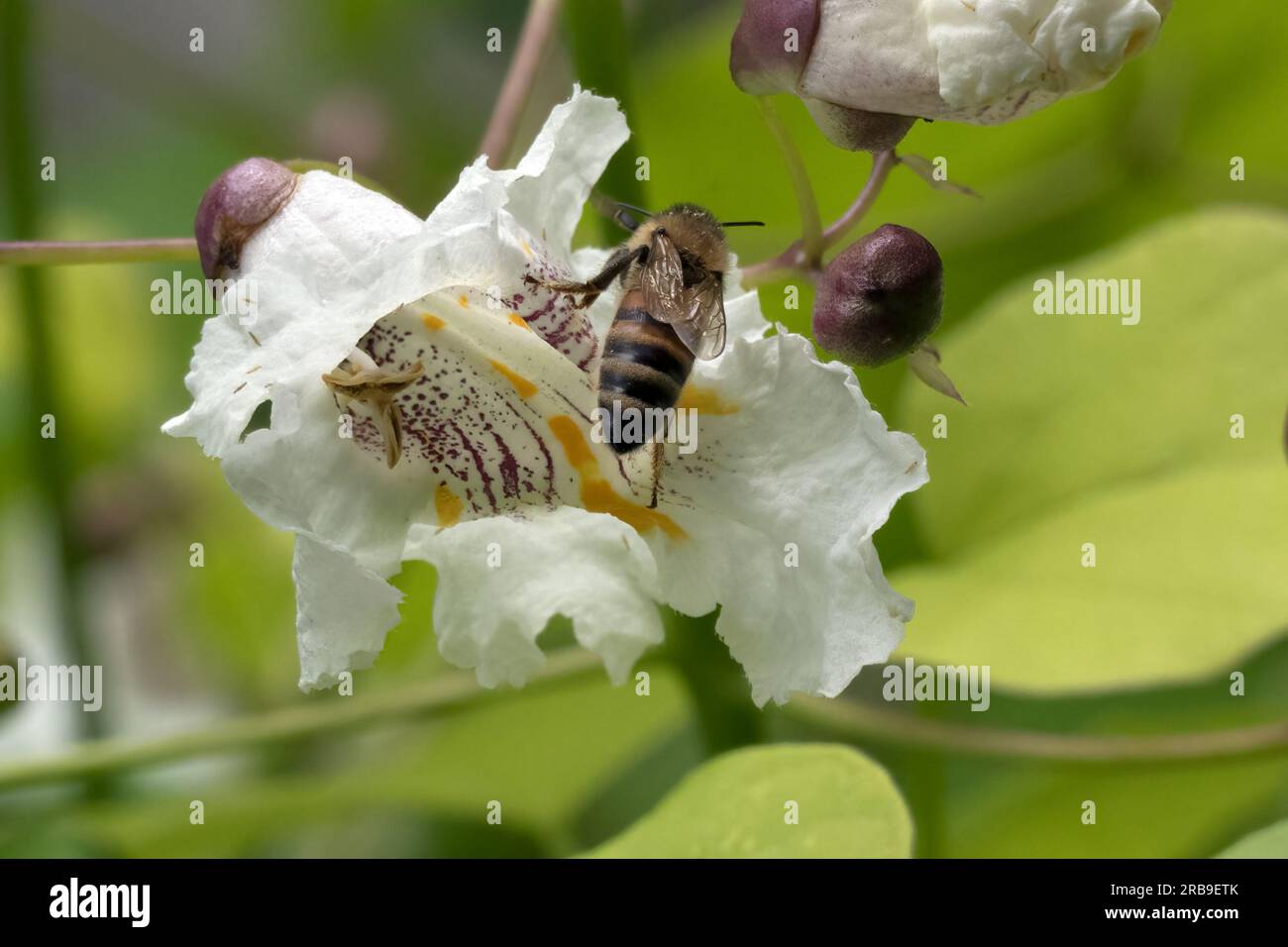 Biene besucht die Blume vom Catalpa Bignoides Aurea - Goldener indischer Bohnenbaum Stockfoto