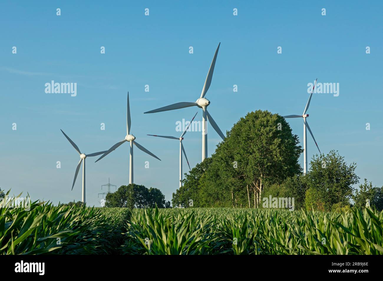 Windkraftwerke, Bäume, Maisfeld, Melbeck, Ilmenau Joint Community, Niedersachsen, Deutschland Stockfoto