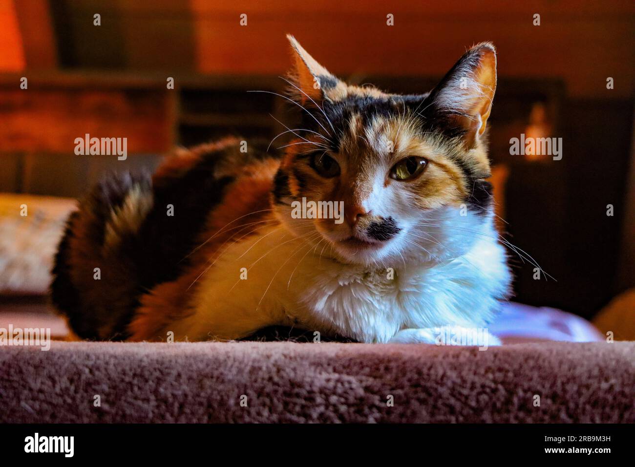 Calico Cat Portrait Stockfoto