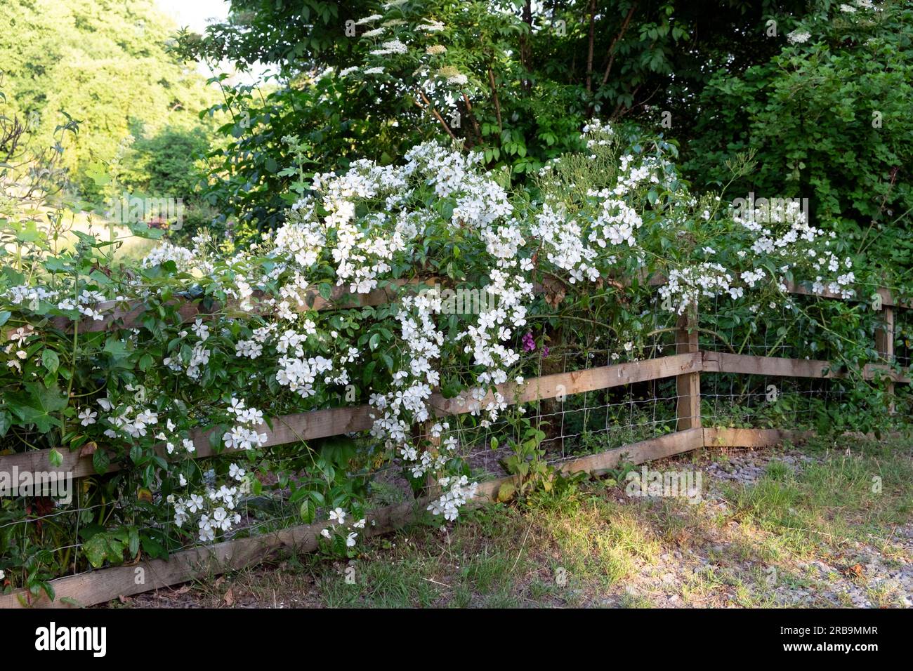 Kiftsgate Rose mit kleinen, blühenden weißen Blumen, die entlang eines Holzzauns im Landgarten Carmarthenshire Wales UK KATHY DEWITT wachsen und von einem Holzzaun getragen werden Stockfoto