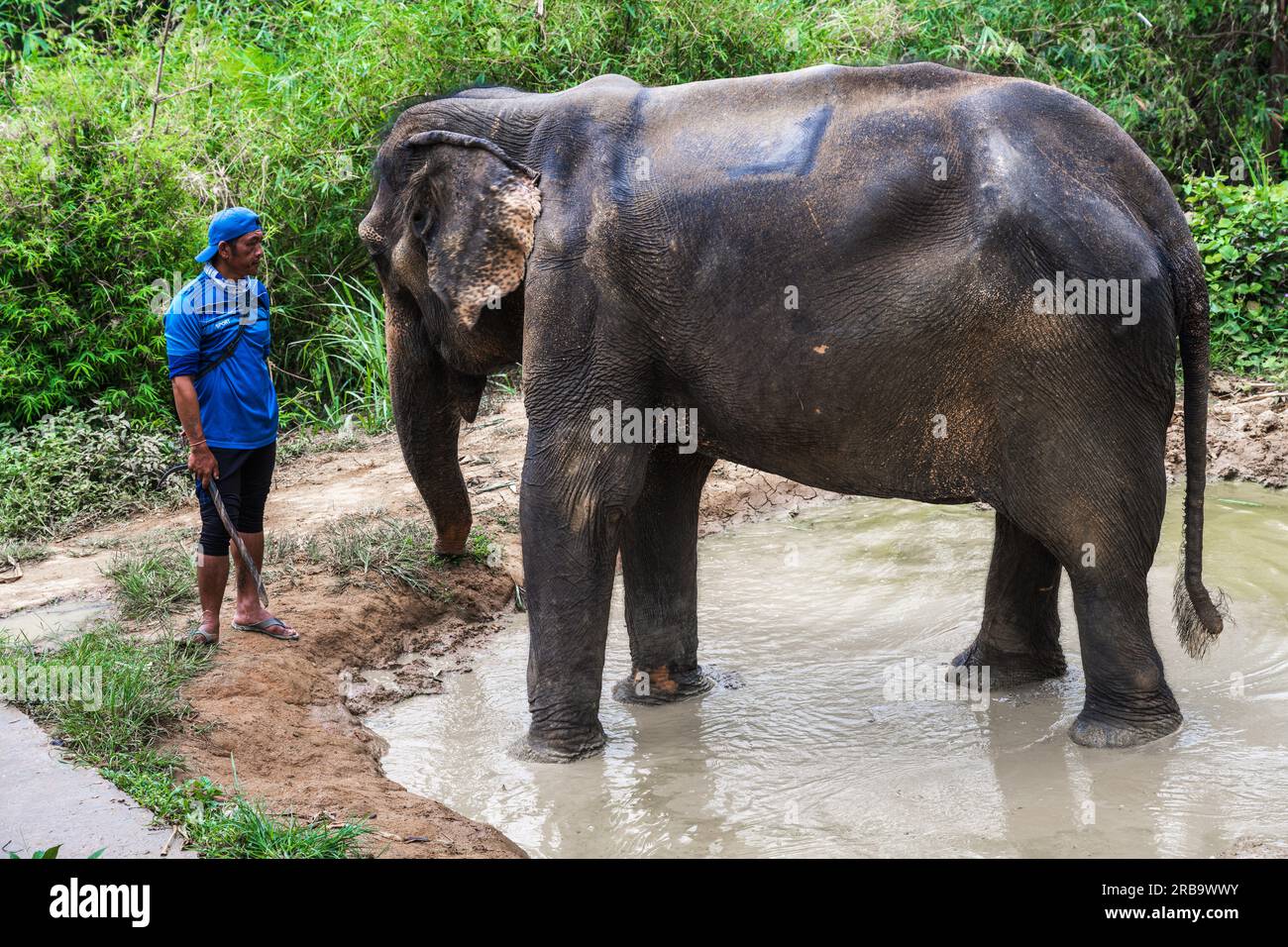 Phuket, Thailand -- 3. April 2023. Ein Foto eines Elefantentrainers, der seine Ladung anstarrt. Stockfoto