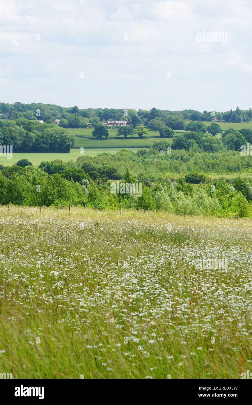 Blick über die Wildblumenwiesen im Heartwood Forest Stockfoto